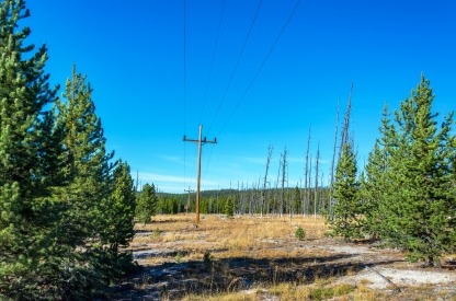 right of way trees around electric poles